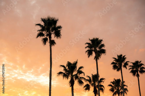 夕焼けに染まる海岸沿いのヤシの木の並木 © akishow