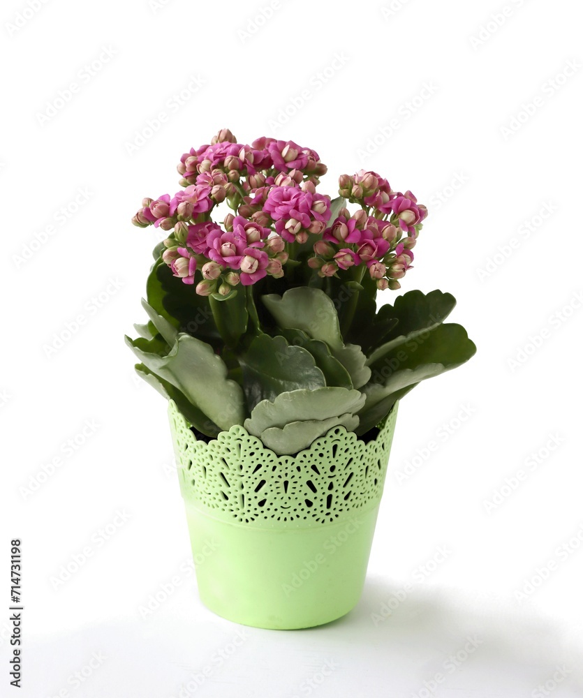 pink small flowers of calanhoe potted plant close up pink small flowers of calanhoe potted plant close up