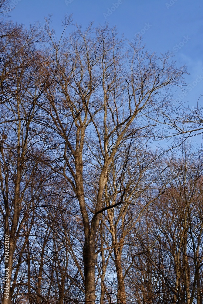 leaflesss deciduous trees in winter or early spring leaflesss deciduous trees in winter or early spring
