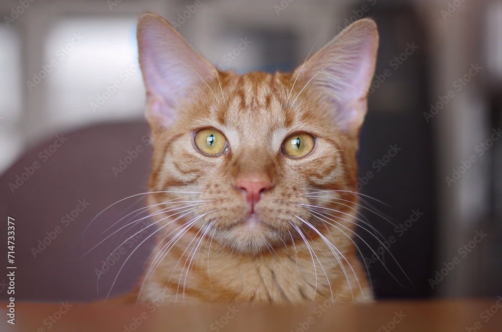 Adorable ginger red tabby kitten sitting on the table and looking curious to the camera. 
