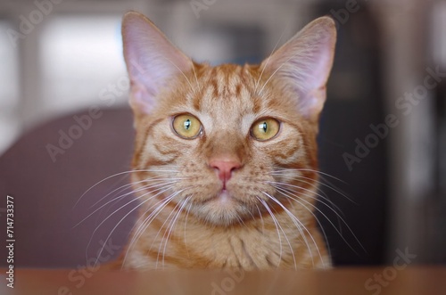 Adorable ginger red tabby kitten sitting on the table and looking curious to the camera.  © Lightspruch