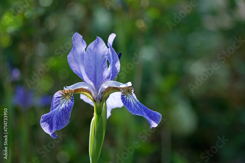 Close-up photo of a large purple-blue iris flower on a blurred green background