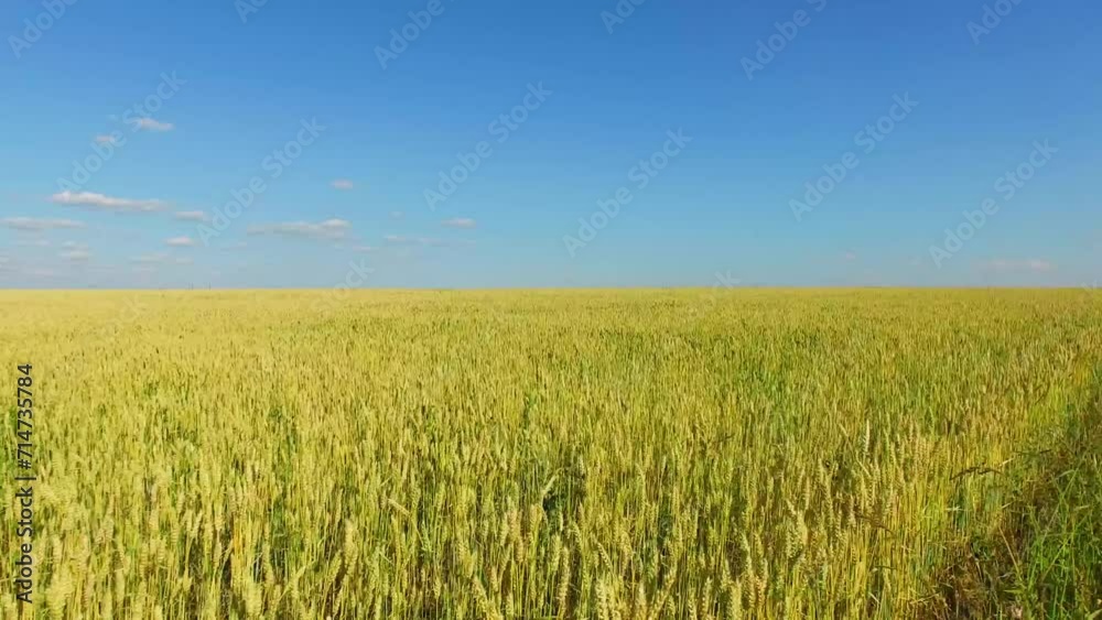 Rue field full of ears at summer sunny day. Aerial view Rue field full of ears at summer sunny day. Aerial view