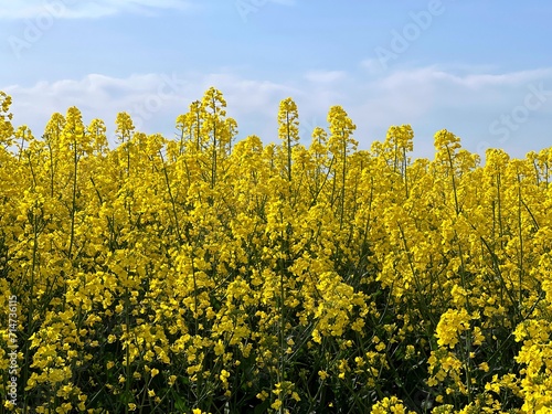yellow rapeseed canola field