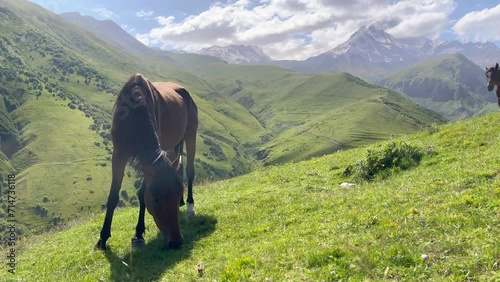 Funny horse shake off while it gazing on green grass hill with Kazbek 5054m mountain landscape on background near the village of Stepantsminda in Georgia. photo