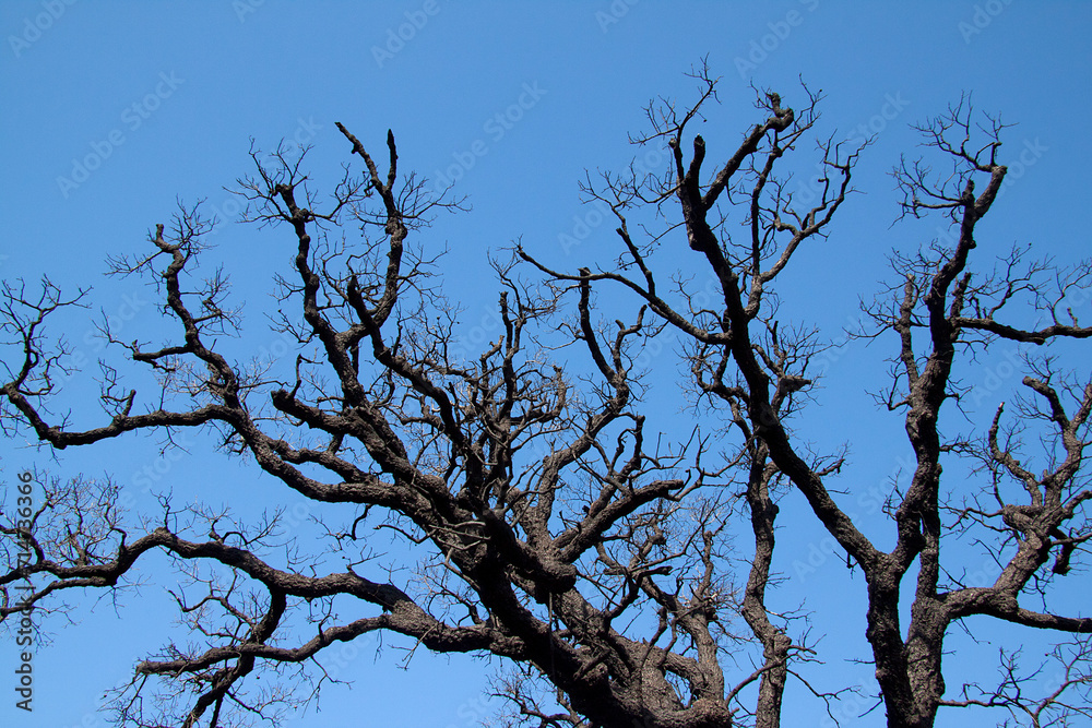 árbol con ramas secas que se extienden bajo el cielo azul árbol con ramas secas que se extienden bajo el cielo azul