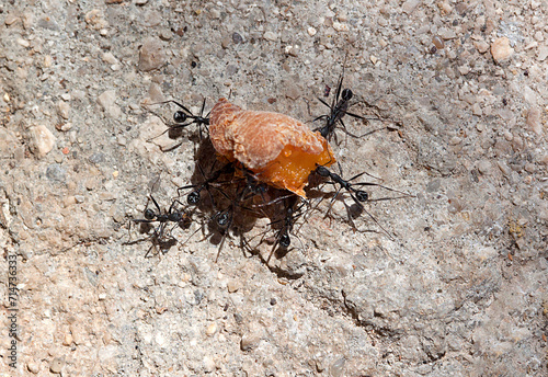 hormigas arrastrando una hoja para llevarla al nido