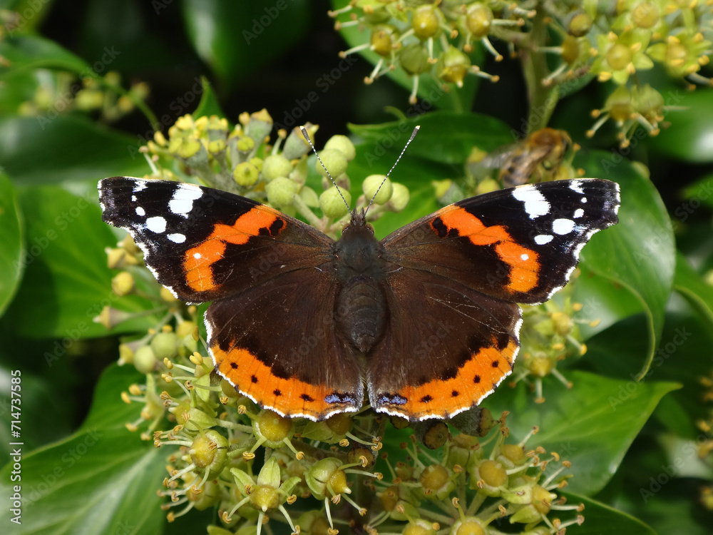 Red admiral (Vanessa atalanta ab. bialbata) feeding on ivy flowers Red admiral (Vanessa atalanta ab. bialbata) feeding on ivy flowers