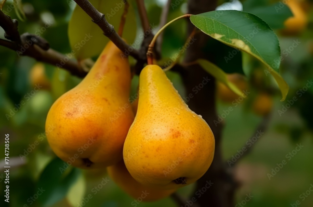 Yellow ripe pears on branch at summer garden. Pear sweet food grow. Generate Ai Yellow ripe pears on branch at summer garden. Pear sweet food grow. Generate Ai