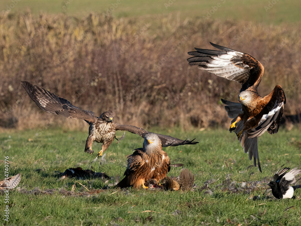 Fototapeta premium Common buzzard, Buteo buteo