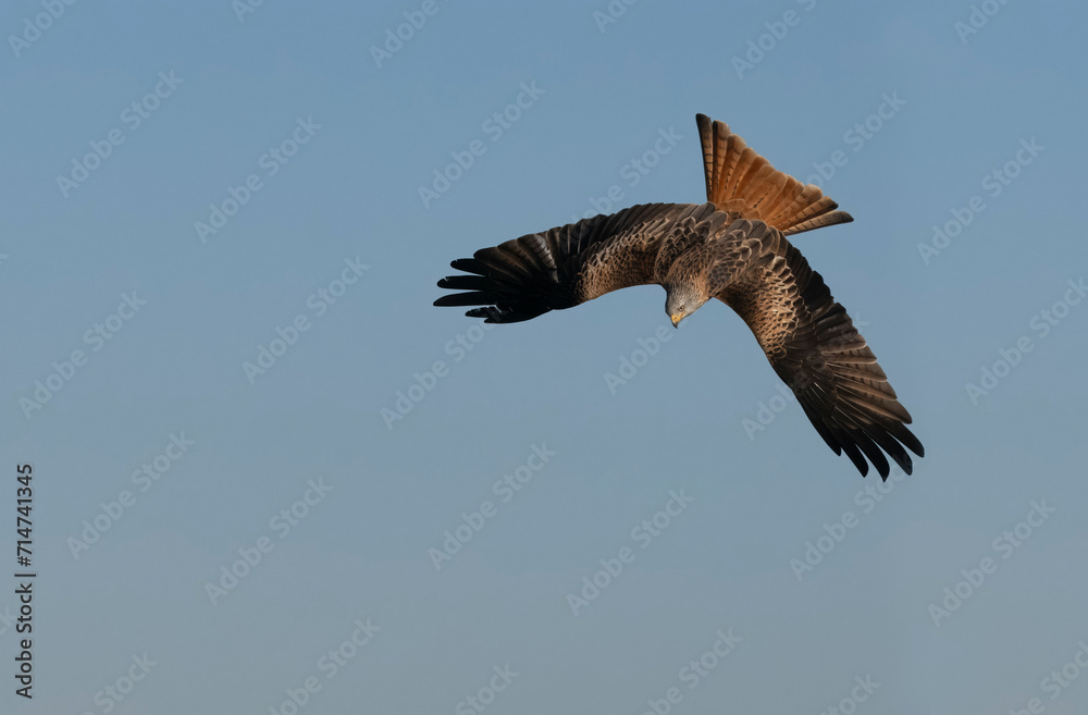 Obraz premium Red kite, Milvus milvus
