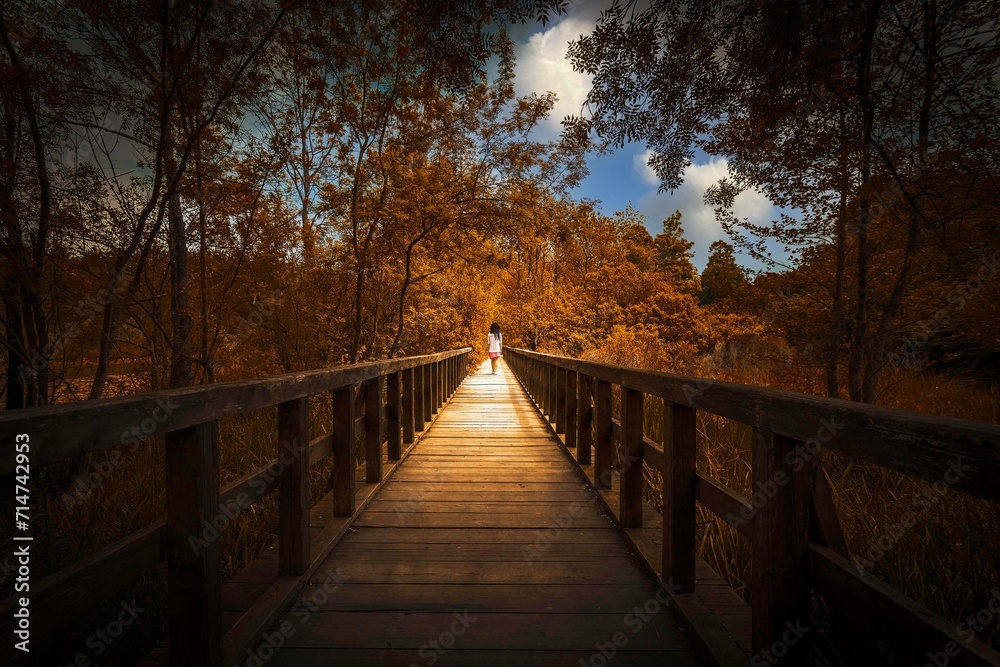 Forest background, leaves color change, autumn season, Yenice Forest, Karabuk, Turkey.