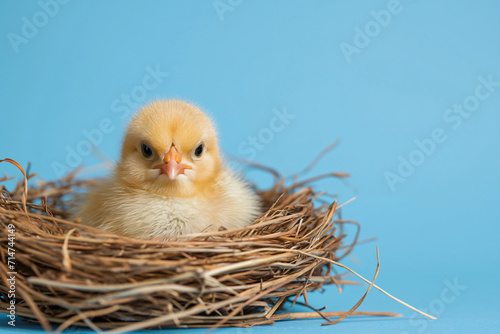 Yellow cute chicken in a nest on a blue background. Domesticated animal. Cute photo template for Easter banner, card, background with place for text. © Cato_Ri