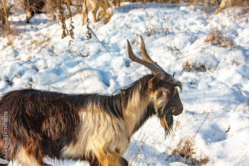 Herd of goats in the snow. Goat herd in winter. © romeof