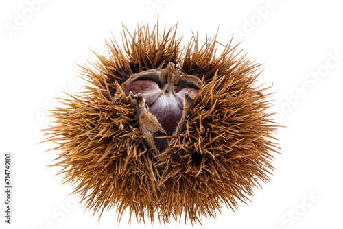 chestnut isolated