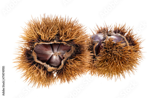 chestnut isolated