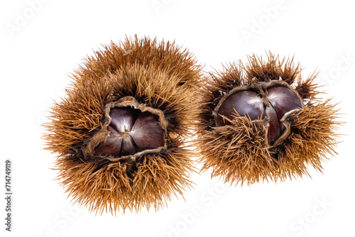chestnut isolated