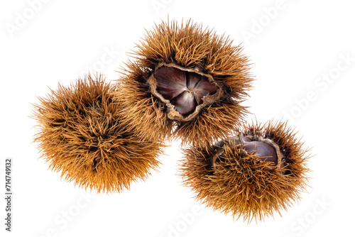 chestnut isolated