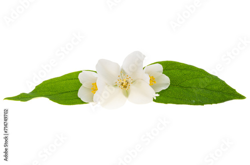 jasmine flower isolated