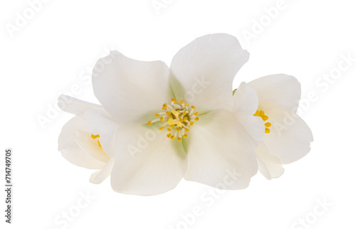 Fototapeta Naklejka Na Ścianę i Meble -  jasmine flower isolated