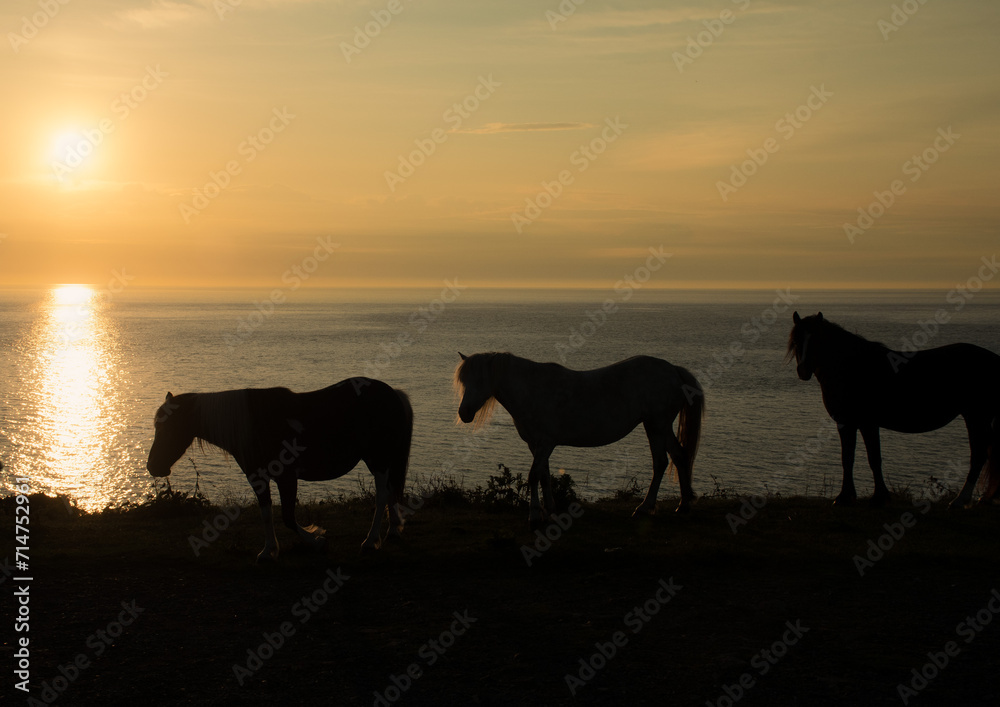 Horses at sunset Three horses walking the  coastal path at  stumble  head  lighthouse Pembrokeshire  at sunset  silhouettes  on horses is  looking 