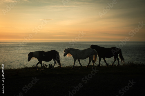 Three horses walking  across the  coast  overlooking the  sea  at  sun set   Strumble  head  Pembrokeshire 