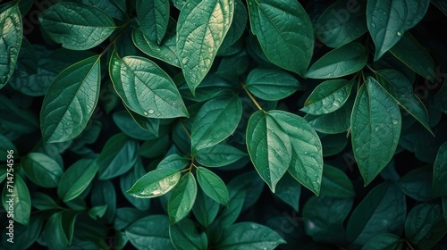 Close Up of Green Leafy Plant © FryArt Studio