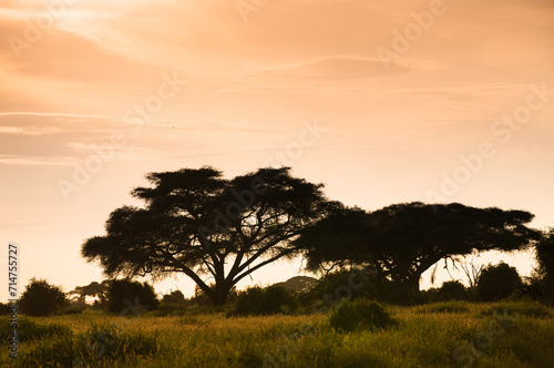 Drzewo akacji na afrykańkiej sawannie o zachodzie słońca © kubikactive