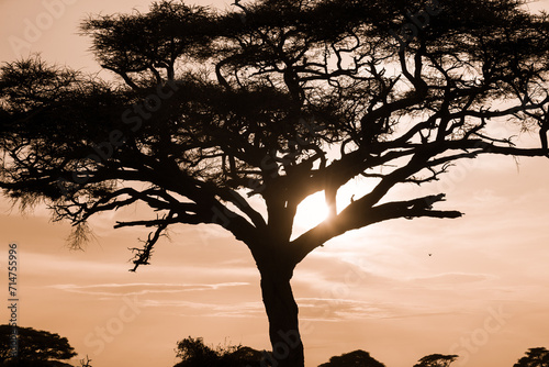 Drzewo akacji na afrykańkiej sawannie o zachodzie słońca