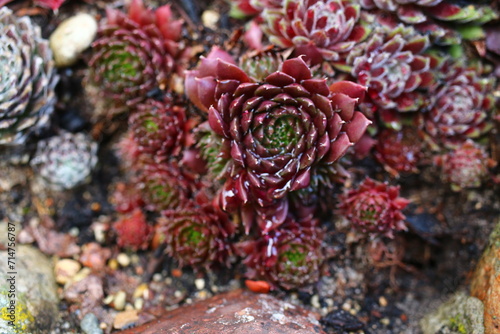 rojnik California Sempervivum