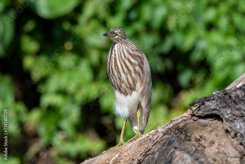Indian Pond heron on tree branch