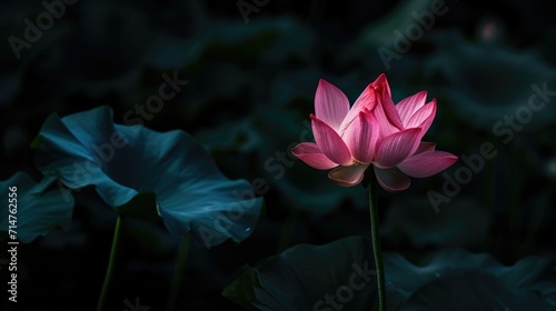 Pink lotus flower in focus with dark  moody background and blurred blue leaves.