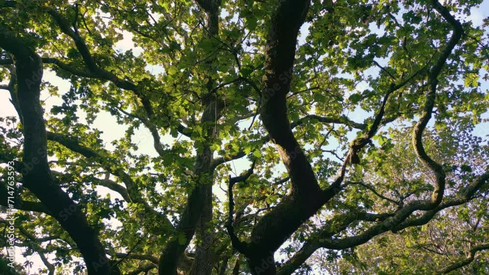 Closeup footage of an old oak tree in a woodland in Baiao municipality in Porto District in Portugal