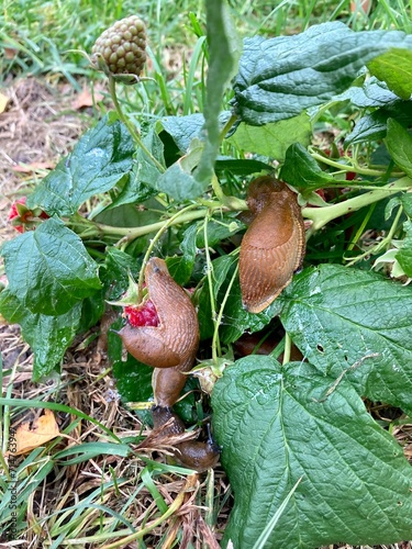 Konstfotografi Great smurf (Limax maximus) On the  strawberries in the garden