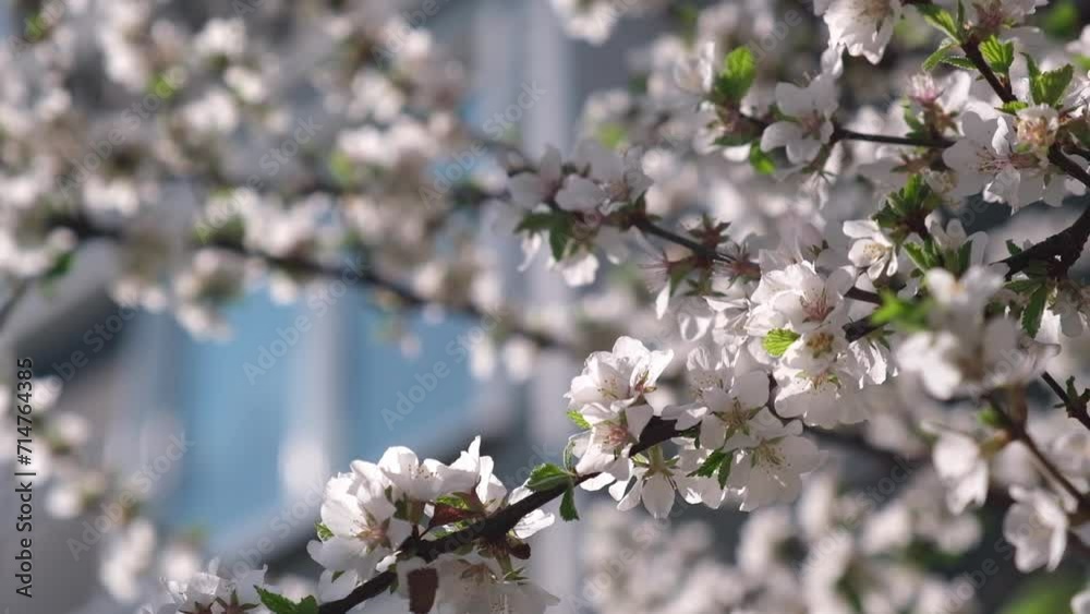 white blossoming cherry branches in garden at home in spring. background of spring blooming. cherry branch with spring flowers. beautiful orchard. selective focus. closeup. white blossoming cherry branches in garden at home in spring. background of spring blooming. cherry branch with spring flowers. beautiful orchard. selective focus. closeup.