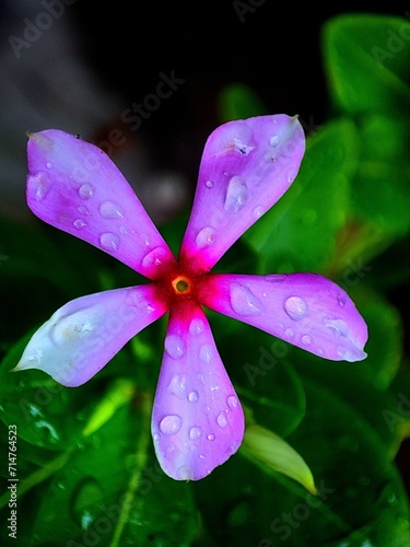 Catharanthus roseus, commonly known as bright eyes, Cape periwinkle, graveyard plant, Madagascar periwinkle or sadabahar flower  photo