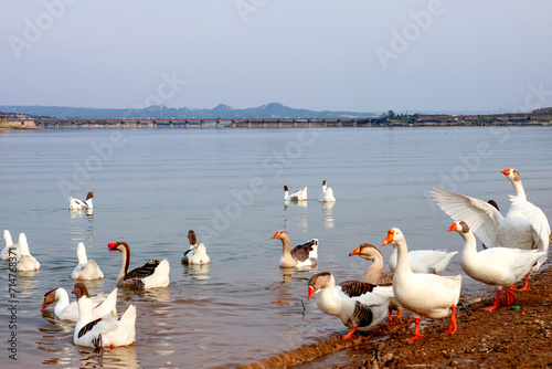 ducks on the lake (ID: 714768371)
