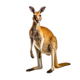 Kangaroo clip art