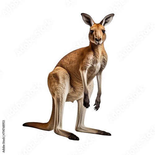 Kangaroo clip art © ILLUSTRATION