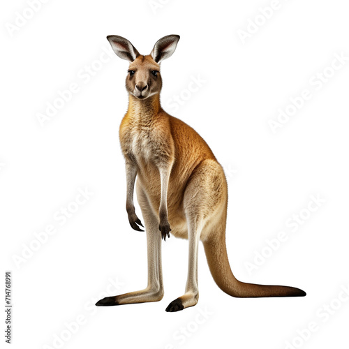Kangaroo clip art © ILLUSTRATION