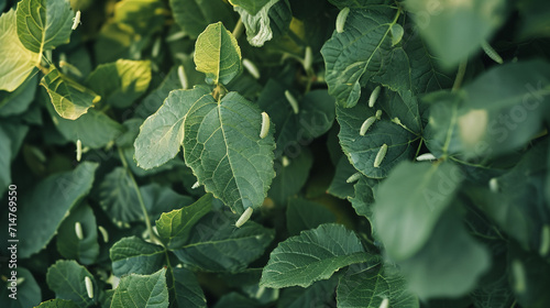 Silkworms move gracefully across a canvas of mulberry leaves, creating a living tapestry in a serene outdoor setting. The vibrant greenery and gentle movement of the silkworms cele