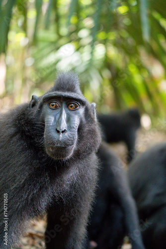 Celebes crested macaque found during a trekking in Tangkoko National Park, endemic monkey of Sulawesi, Indonesia.