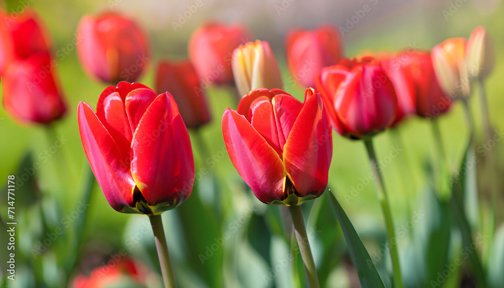 Tulips on sunny beautiful nature spring background. Summer scene with tulip flowers of red color. Horizontal spring banner with flowers. Copy space for text. high quality photo Tulips on sunny beautiful nature spring background. Summer scene with tulip flowers of red color. Horizontal spring banner with flowers. Copy space for text. high quality photo
