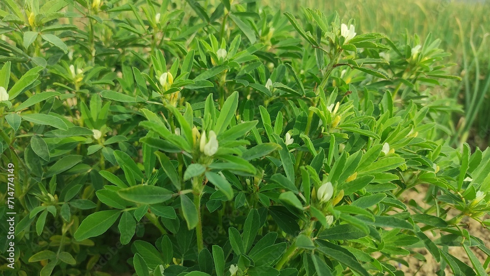 fenugreek plant most beautiful picture in my form.