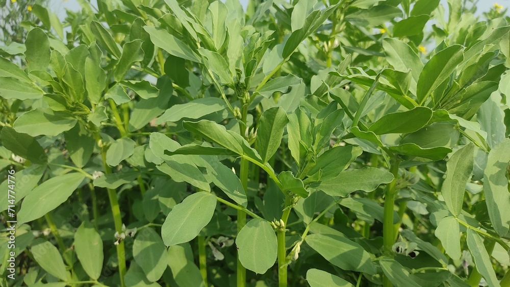 Rows of Broad Bean plants fruiting during the Spring and Summertime, Chard, Somerset Rows of Broad Bean plants fruiting during the Spring and Summertime, Chard, Somerset