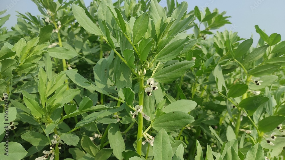 Broad bean plants blooming in the garden of the farm. Stock Photo Broad bean plants blooming in the garden of the farm. Stock Photo