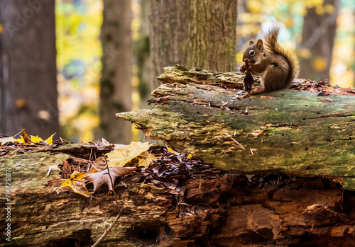 Close-up of an american red squirrel that is foraging for food in the forest on a cold autumn day in october. photo