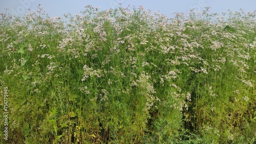 A field of white white coriander flowers. Amazing background of white small coriander flowers in green.