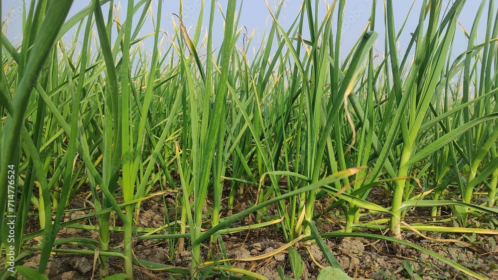 organically cultivated garlic plantation in the vegetable garden. Small sapling of garlic. Garlic Plants on a Ground. Early garlic plants on a ground in spring close up. organically cultivated garlic plantation in the vegetable garden. Small sapling of garlic. Garlic Plants on a Ground. Early garlic plants on a ground in spring close up.