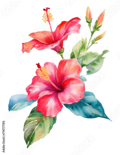 Watercolor bouquet with realistic colorful hibiscus and green leaves. Tropical flower Illustration for design wedding invitations, greeting cards, postcards.